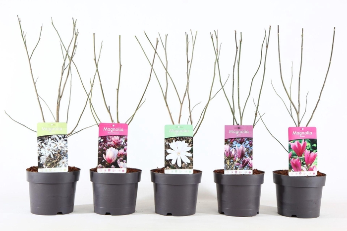 <h4>Magnolia</h4>