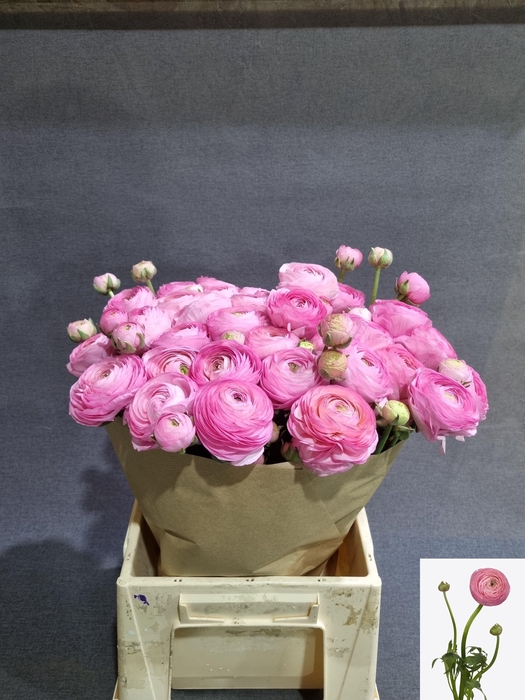 <h4>RAN AAZUR LI PINK</h4>