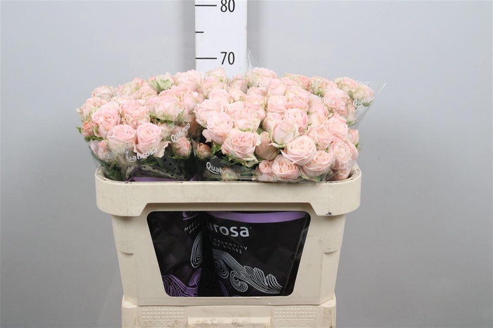 <h4>R Tr Bombastic</h4>