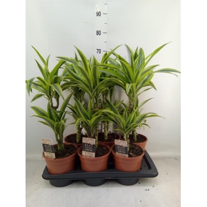 Dracaena fr de 'LemonLime'