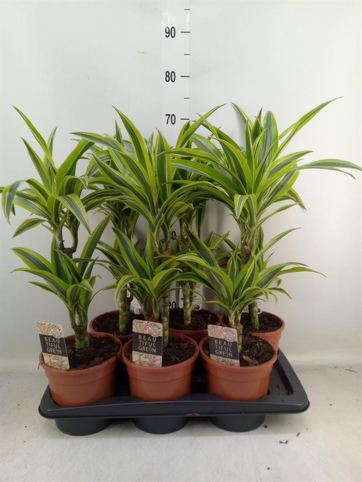<h4>Dracaena fr de 'LemonLime'</h4>