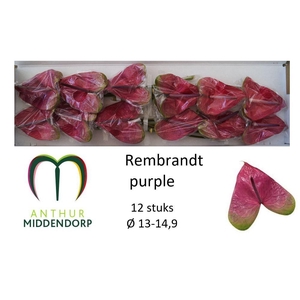 Anth A Rembr Purple