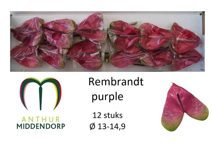 Anth A Rembr Purple
