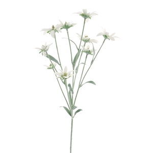 Edelweiss spray 50cm cream