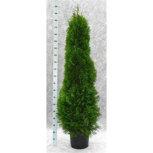 Thuja occi. Smaragd