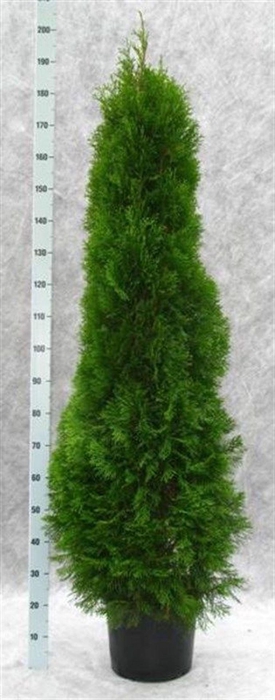 <h4>Thuja occi. Smaragd</h4>
