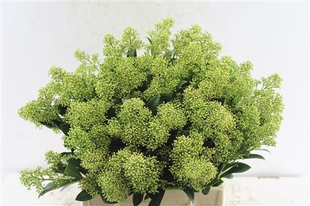 Skimmia Yuki Bunch!