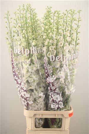 <h4>Delph El Dewi White Smile</h4>
