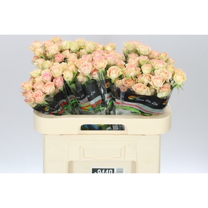 Rosa Tr Azore X5