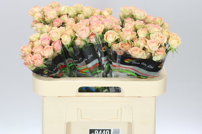 <h4>Rosa Tr Azore X5</h4>