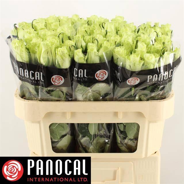 <h4>R GR NOELLE!</h4>