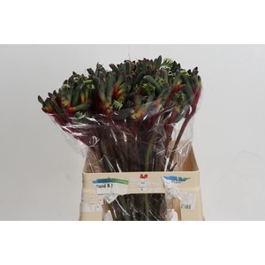 Anigozanthos Royal Cheer