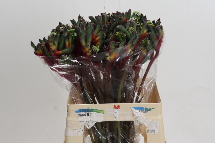 <h4>Anigozanthos Royal Cheer</h4>