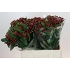 Hypericum Magical Cherry Brown
