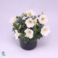 Petunia  'Cascadias Yellow Eye'