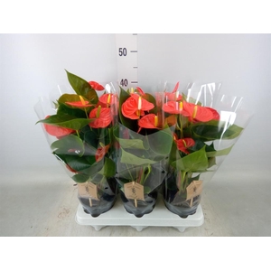 Anthurium andr. 'FC cinemato'