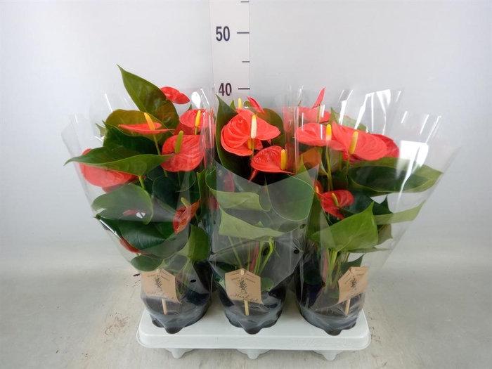 <h4>Anthurium andr. 'FC cinemato'</h4>