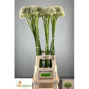 ALLIUM MOUNT EVEREST