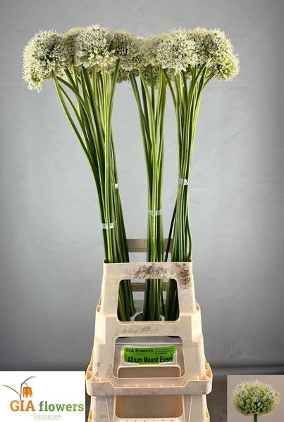 <h4>ALLIUM MOUNT EVEREST</h4>