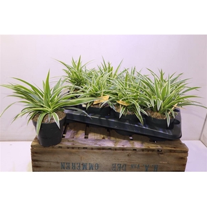 arr8 Chlor Com Ocean