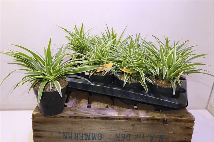 <h4>arr8 Chlor Com Ocean</h4>