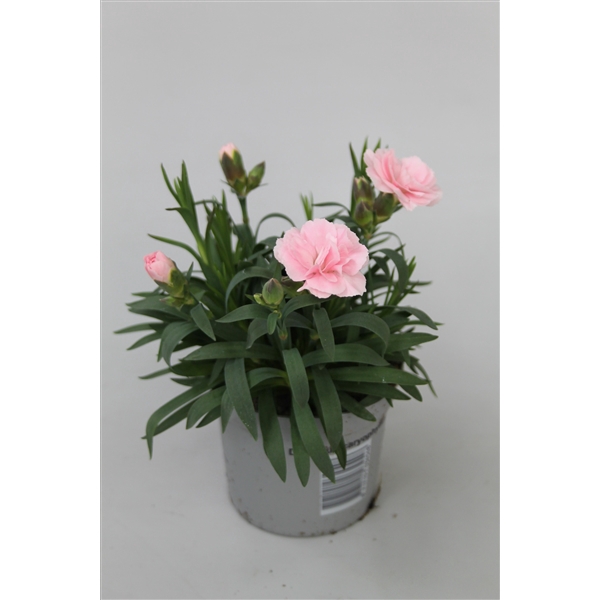 <h4>Dianthus Oscar Pink p9</h4>