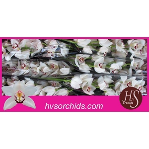 CYMB T MRS ESMEE 80 CM