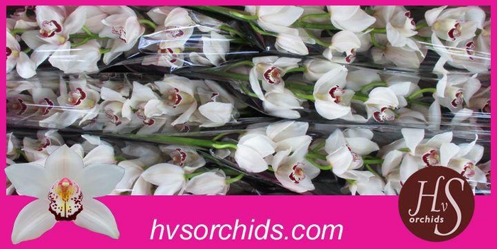 <h4>CYMB T MRS ESMEE 80 CM</h4>