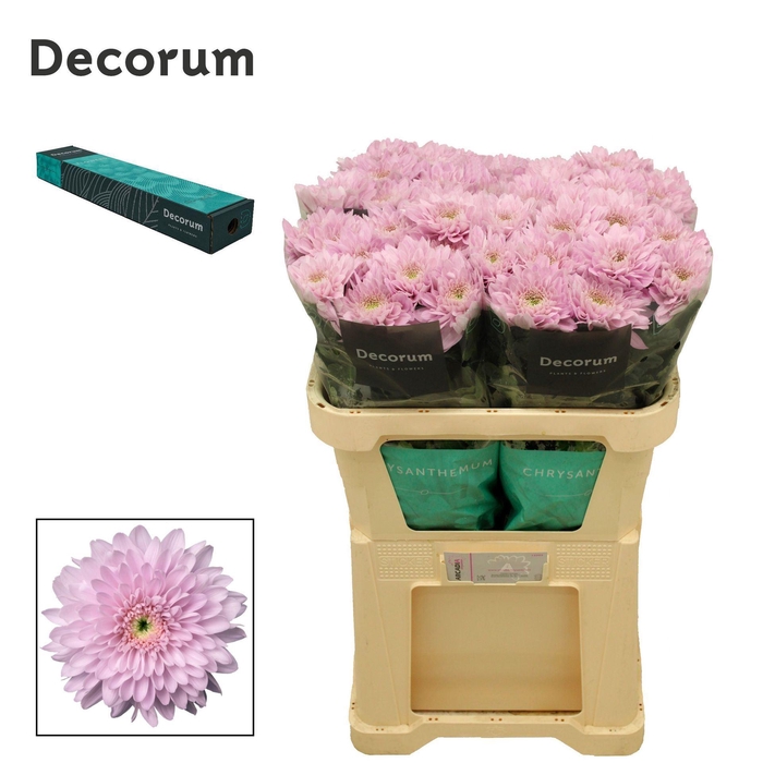 <h4>Chrysanthemum PL 'Petrushka'</h4>