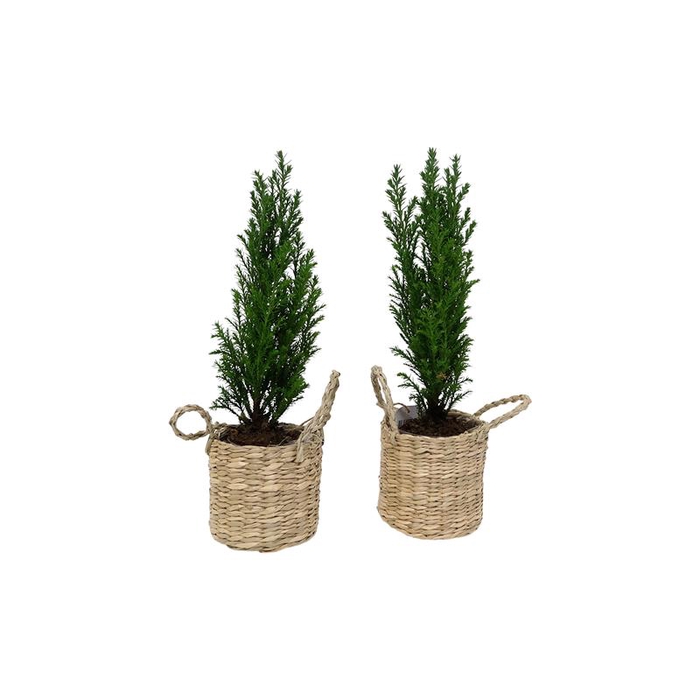 <h4>CHAMAECYPARIS LAWSONIANA P6</h4>