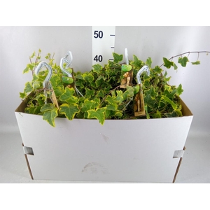Hedera helix 'Goldchild'