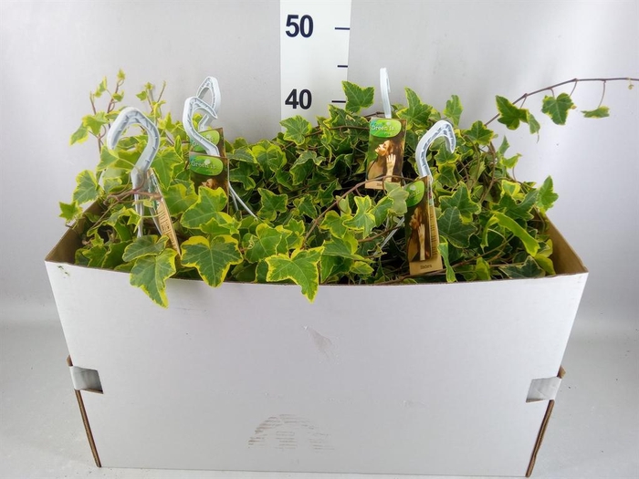 <h4>Hedera helix 'Goldchild'</h4>