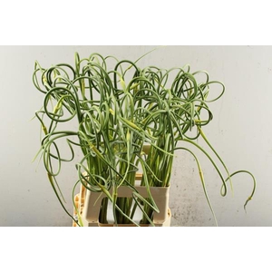 Allium Sat Ophiosco