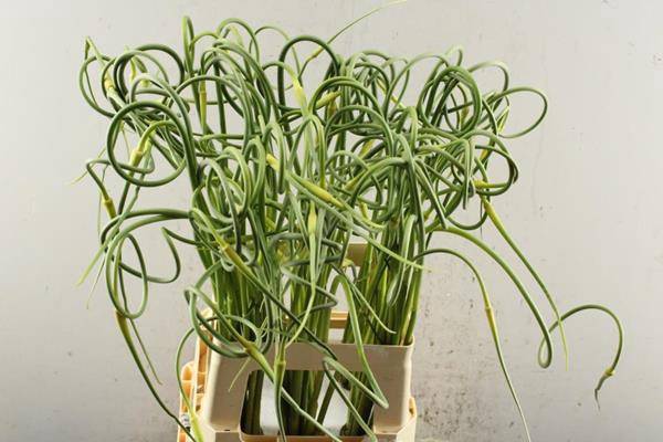 <h4>Allium Sat Ophiosco</h4>