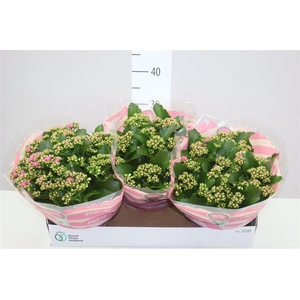 Kalanchoe Rosalina Roze