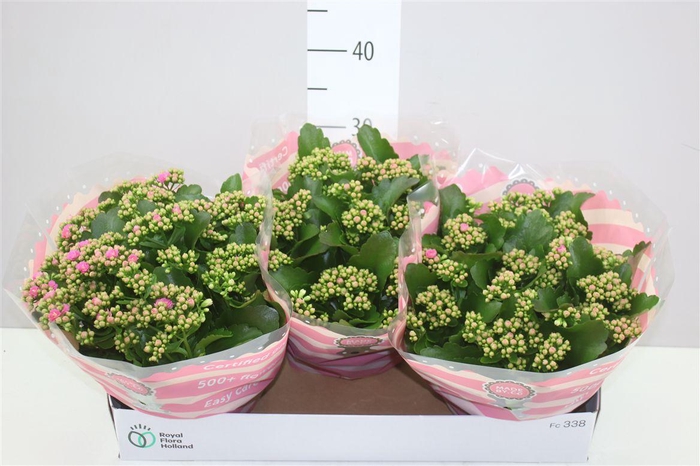 <h4>Kalanchoe Rosalina Roze</h4>