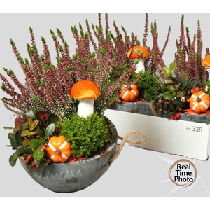 ARR TUINPLANTEN