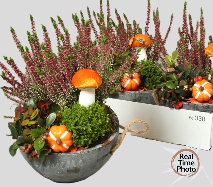<h4>ARR TUINPLANTEN</h4>