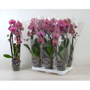 PHAL OV ROOD