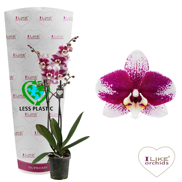 <h4>Phalaenopsis Barcelona - 2 tak 70cm (Less Plastic)</h4>