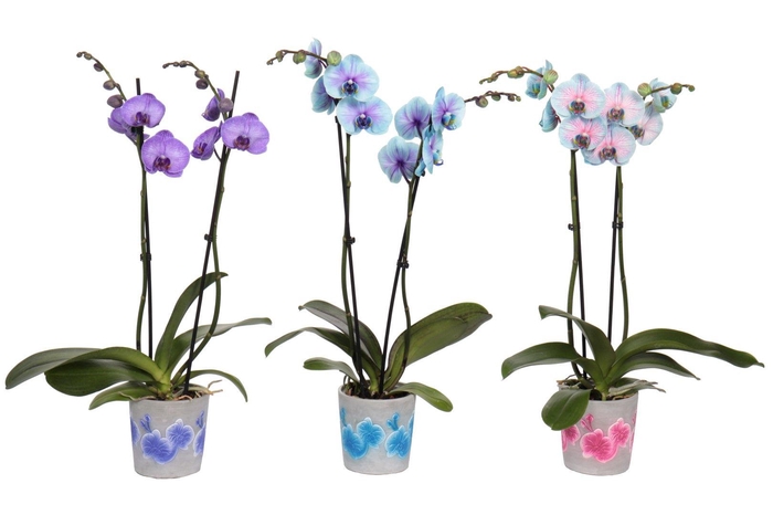 <h4>Fiore Mix Phal I Am Special Mix 2T14+</h4>