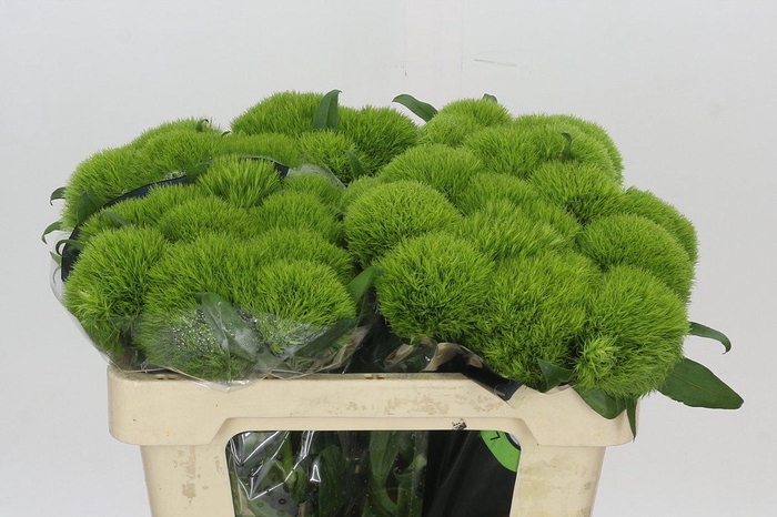 <h4>Dianthus Br Kiwi Mellow</h4>