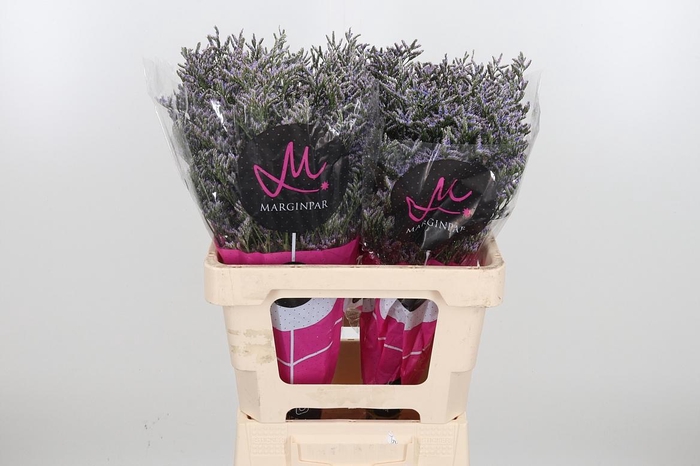 <h4>Lim Ov Skylight</h4>