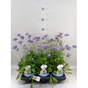 Scabiosa japonica