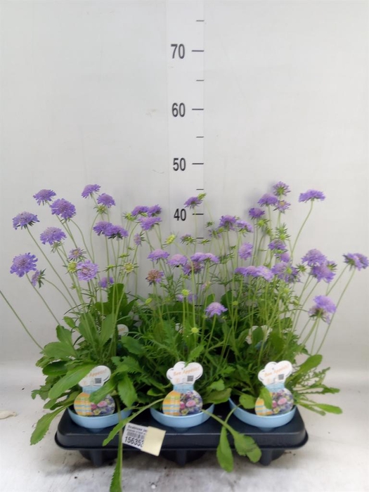 <h4>Scabiosa japonica</h4>
