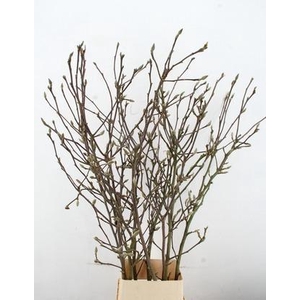 MAGNOLIA RECHT PER STEM 120CM