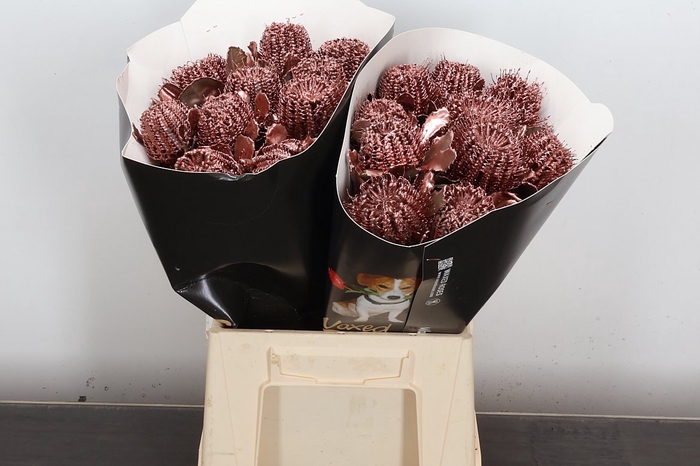 <h4>Banksia Speciosa</h4>