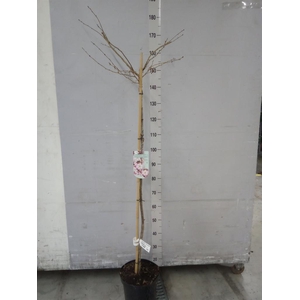 Prunus subhirt. 'Autumnalis Rose'