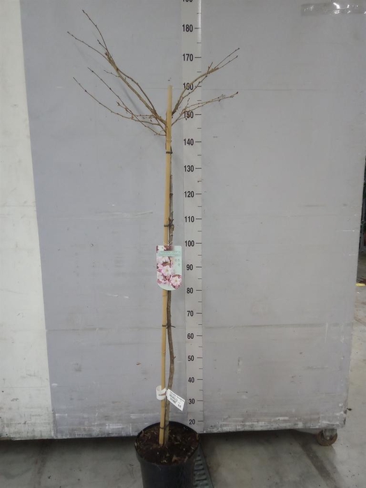 <h4>Prunus subhirt. 'Autumnalis Rose'</h4>