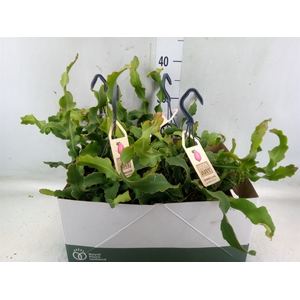 Epiphyllum guatem. var. monstrosa